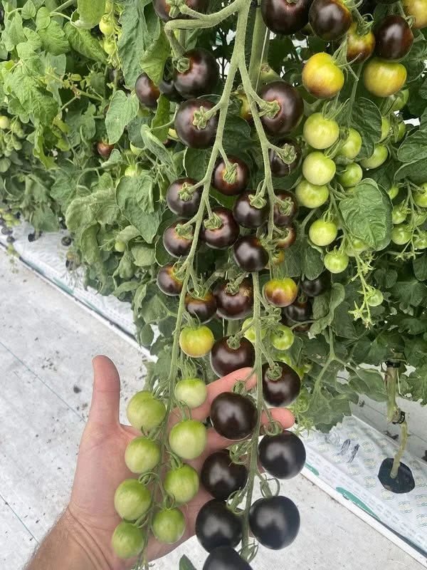 Althea - The Original Purple Tomato™ - Mack's Peppers