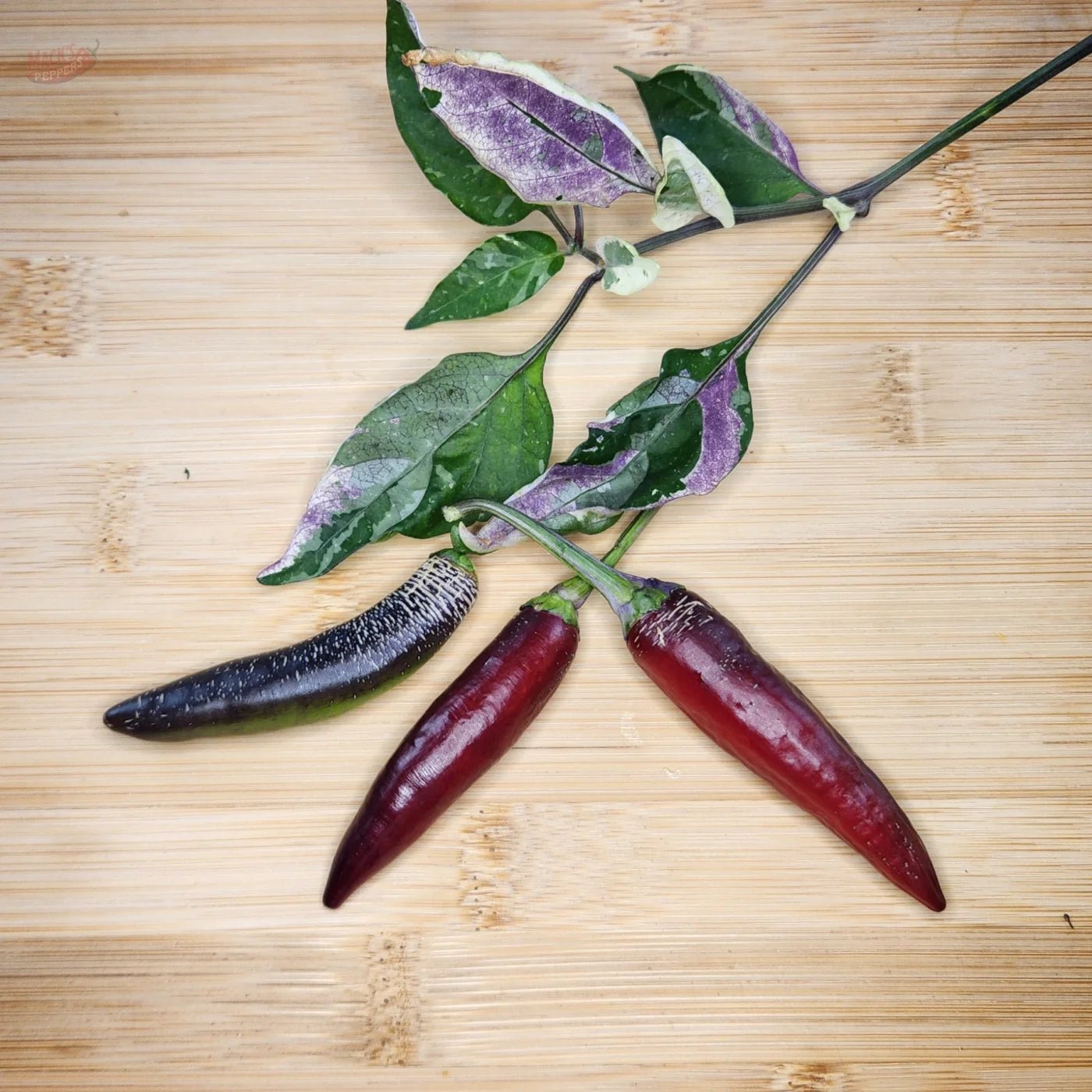 Dreamcatcher x Farmers Market Jalapeno - Mack's Peppers Mild