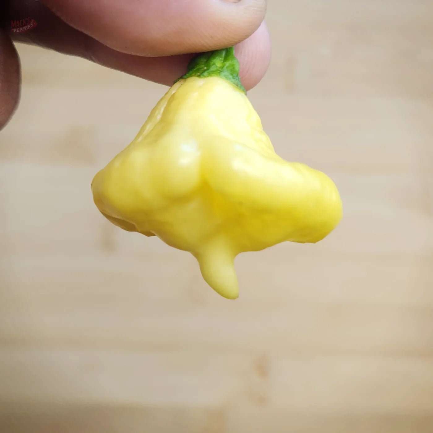 KS Lemon Starrburst (KSLS) - Mack's Peppers Hot