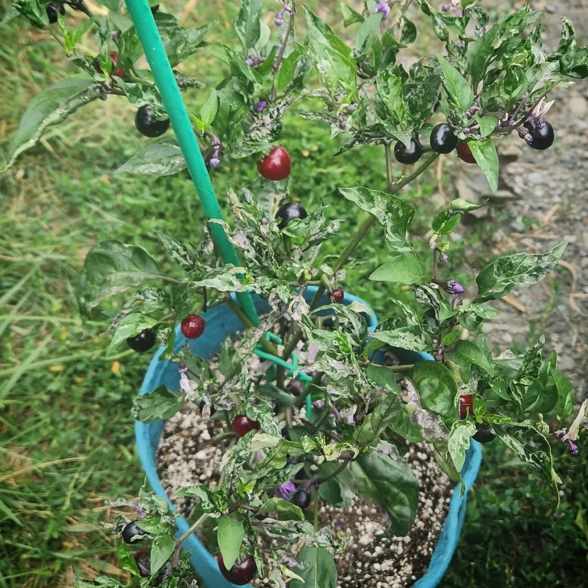 Mattapeno X Mutant (Non Filliform) - Mack's Peppers Mild
