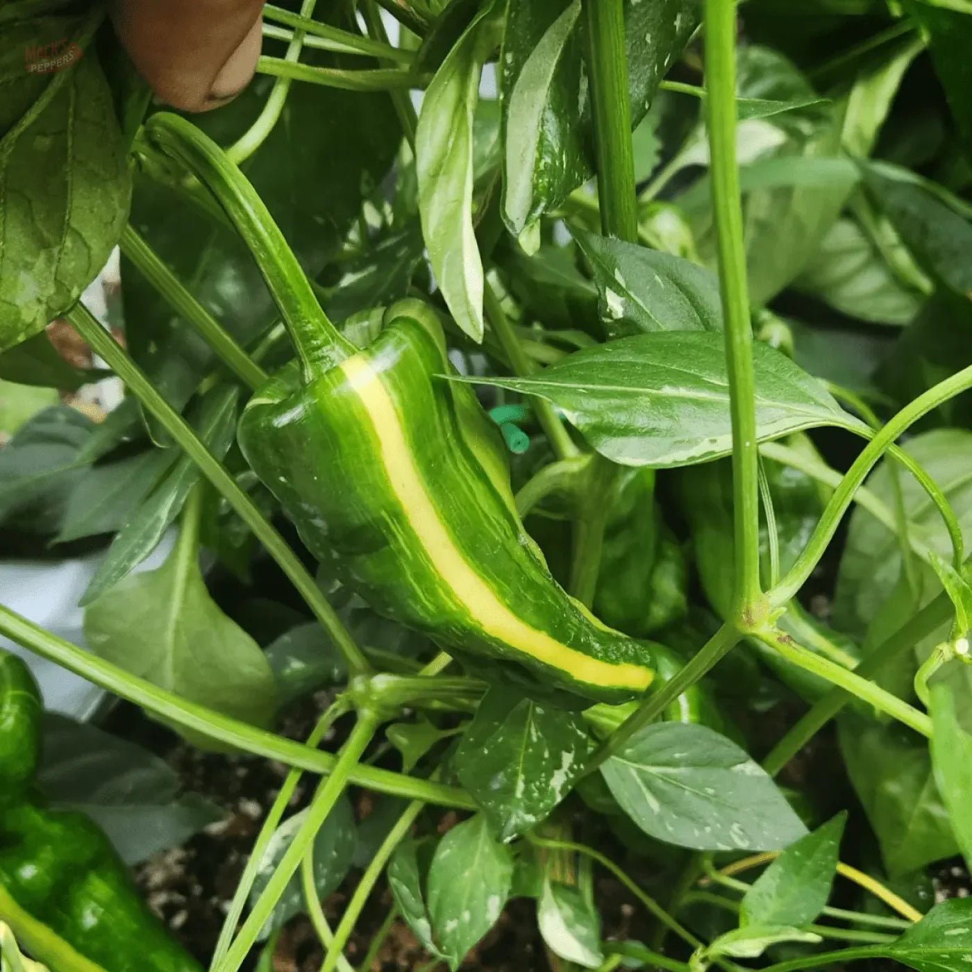 Mocha Swirl - Mack's Peppers Medium