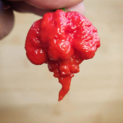 7 Pot Primo - Mack's Peppers Superhot