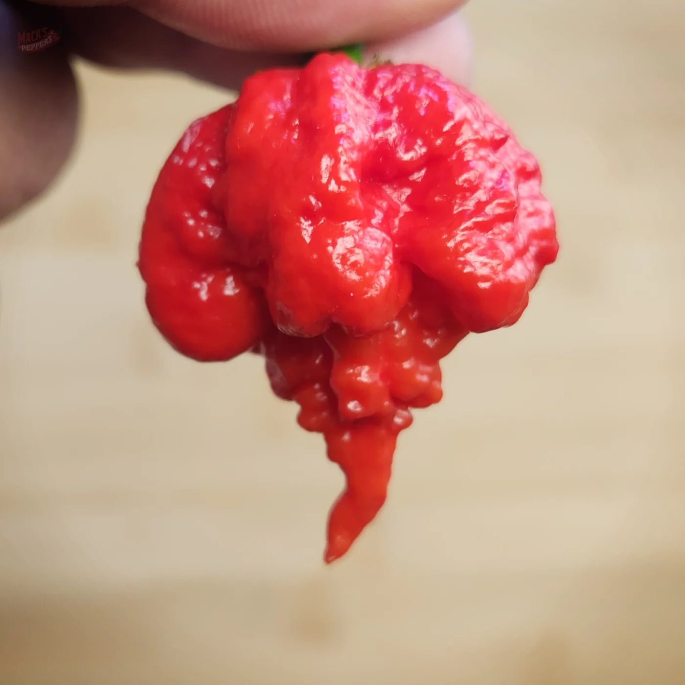 7 Pot Primo - Mack's Peppers Superhot