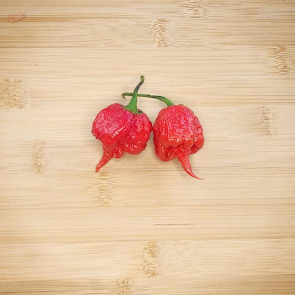 7 Pot Primo - Mack's Peppers Superhot