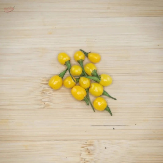 Aji Charapita - Mack's Peppers Medium