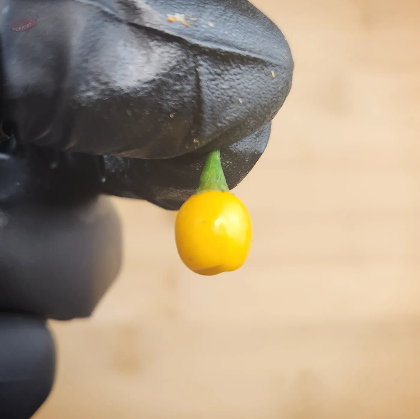 Aji Charapita - Mack's Peppers Medium