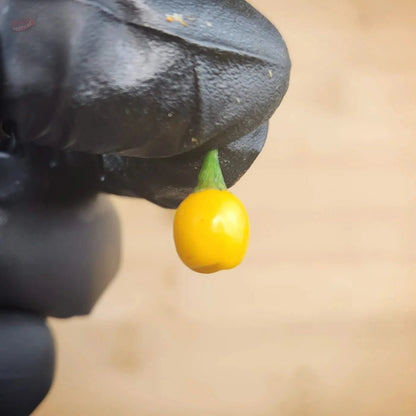 Aji Charapita - Mack's Peppers Medium