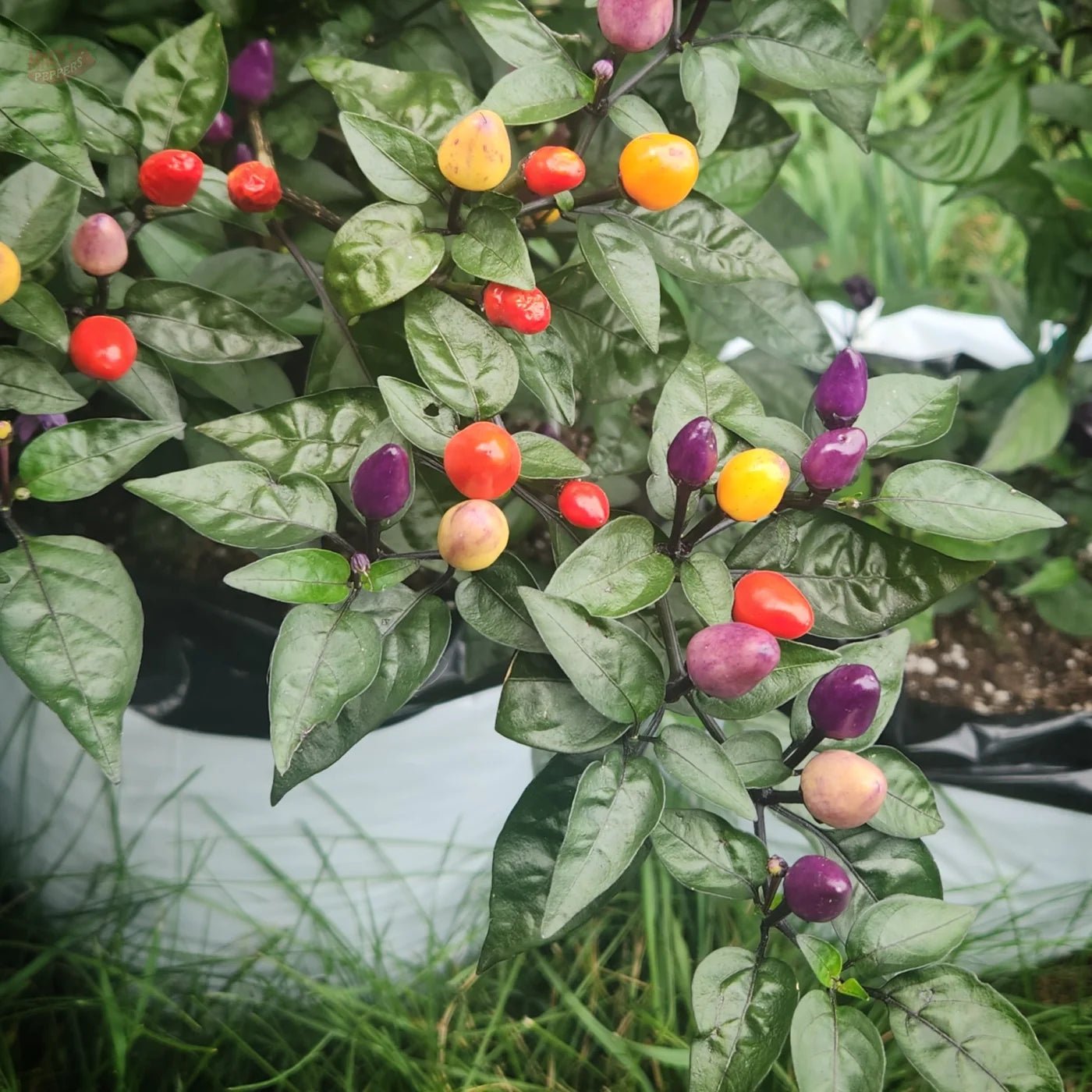 Bolivian Rainbow - Mack's Peppers Medium