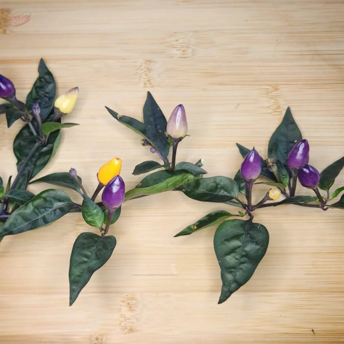Bolivian Rainbow - Mack's Peppers Medium