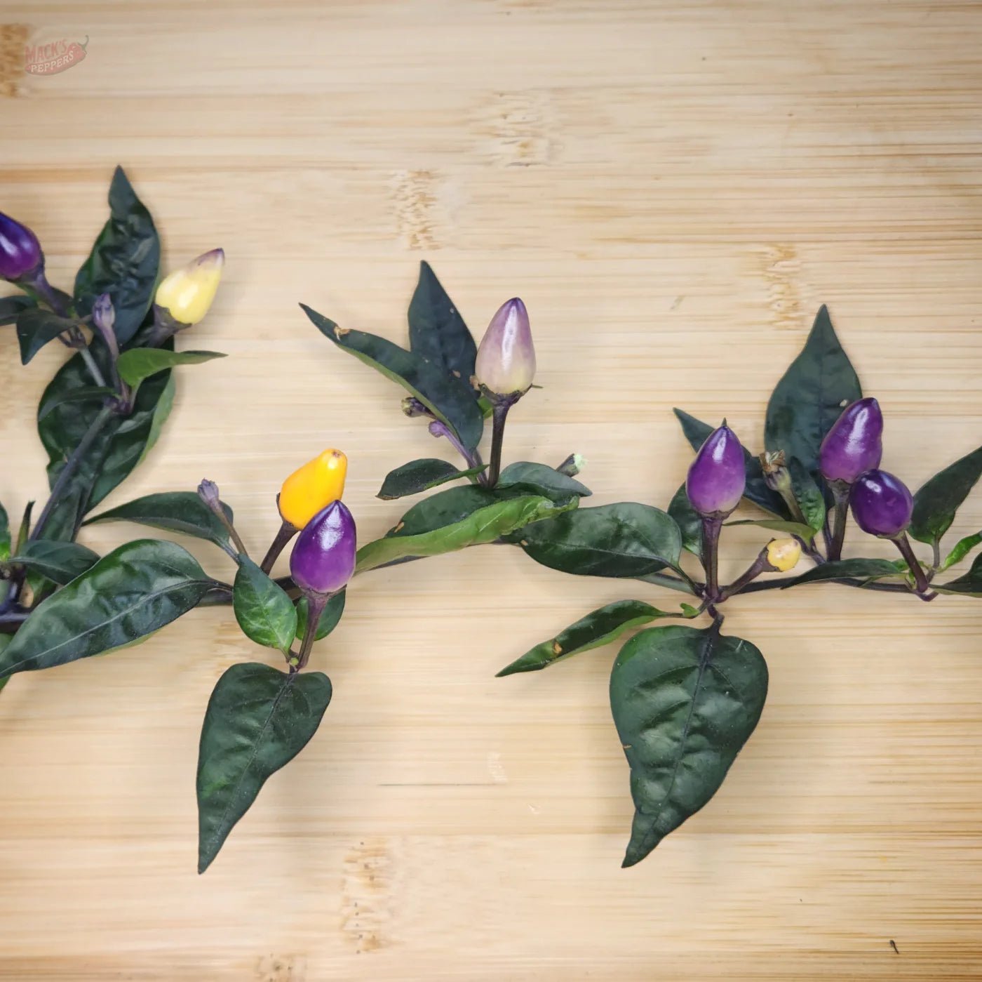 Bolivian Rainbow - Mack's Peppers Medium