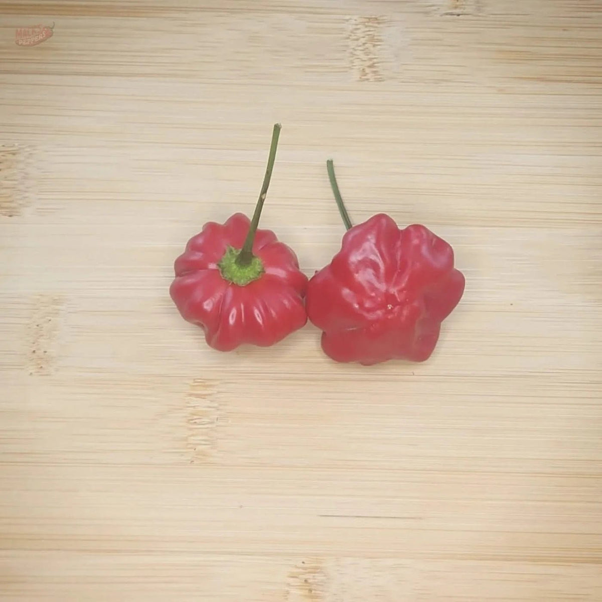 Brazilian Starfish - Mack's Peppers Medium