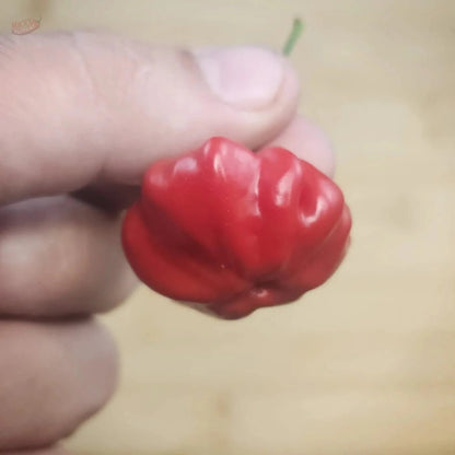 Brazilian Starfish - Mack's Peppers Medium