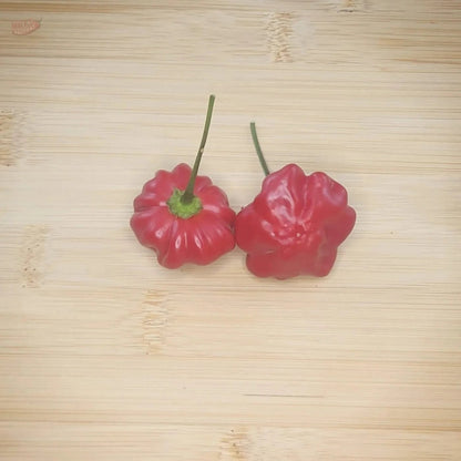 Brazilian Starfish - Mack's Peppers Medium