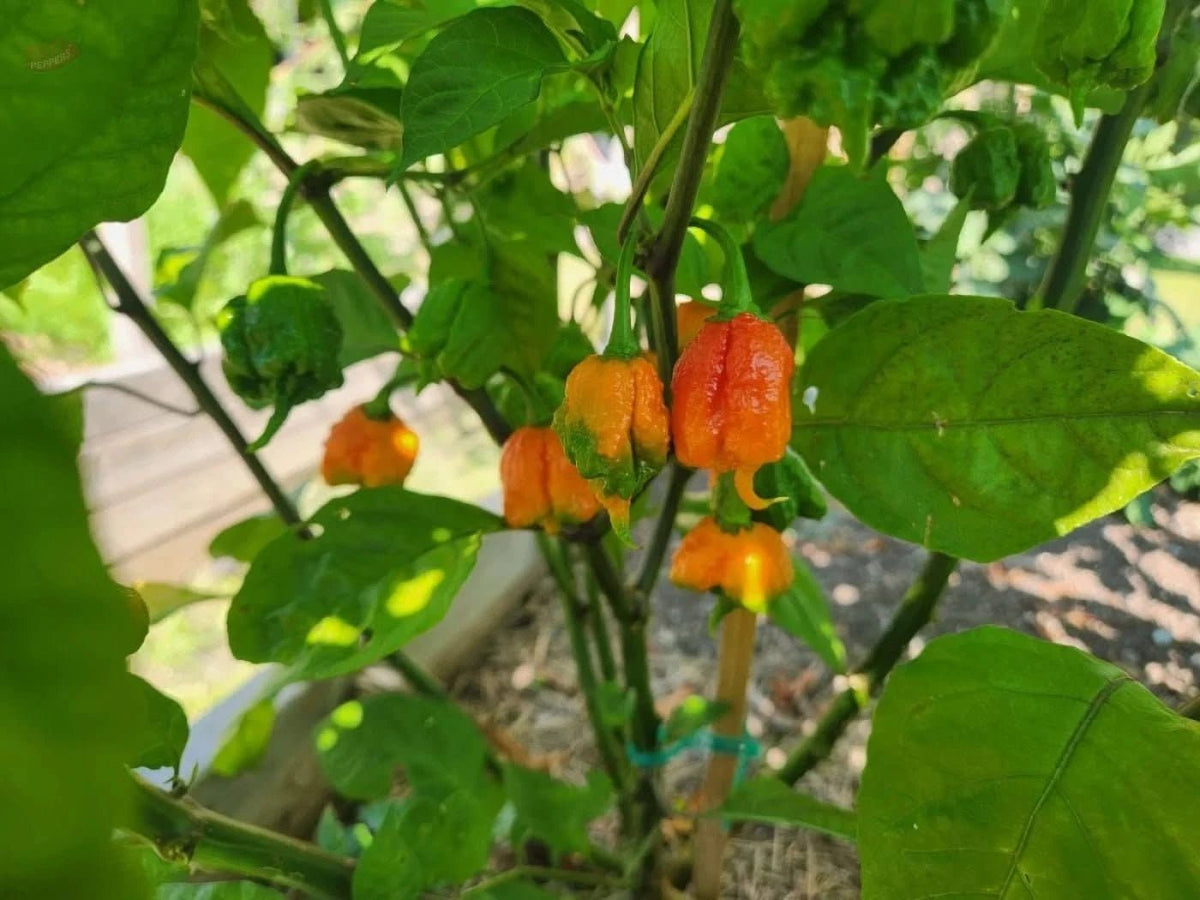 Carolina Reaper - Mack's Peppers Superhot