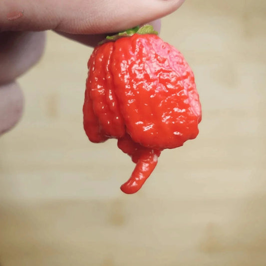 Carolina Reaper - Mack's Peppers Superhot