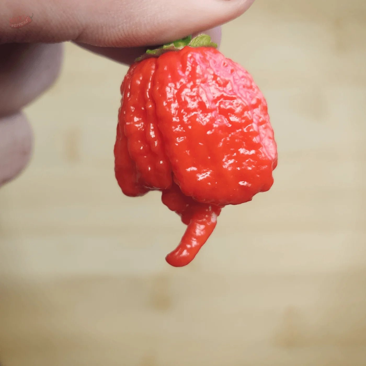 Carolina Reaper - Mack's Peppers Superhot