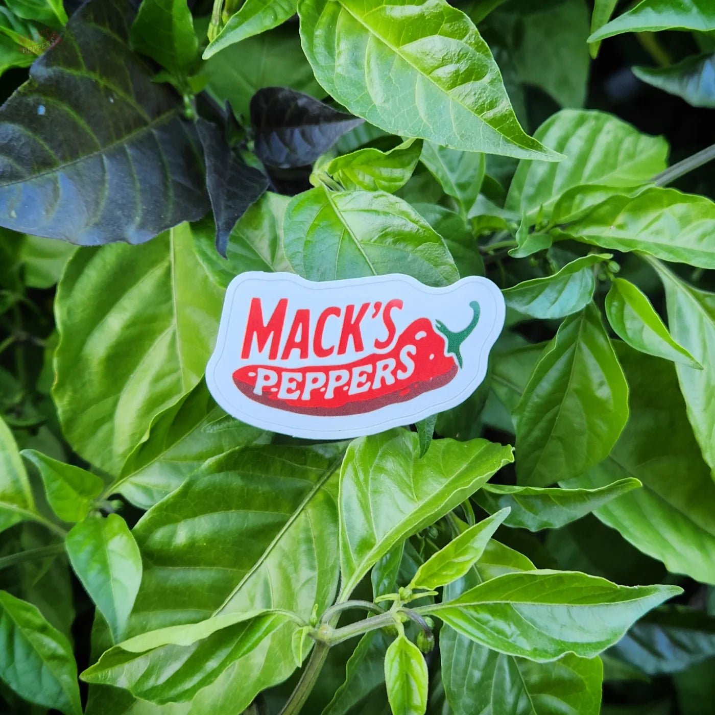 Mack's Peppers Sticker - Mack's Peppers