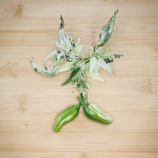 Mattapeño (Variegated Jalapeño) - Mack's Peppers Mild
