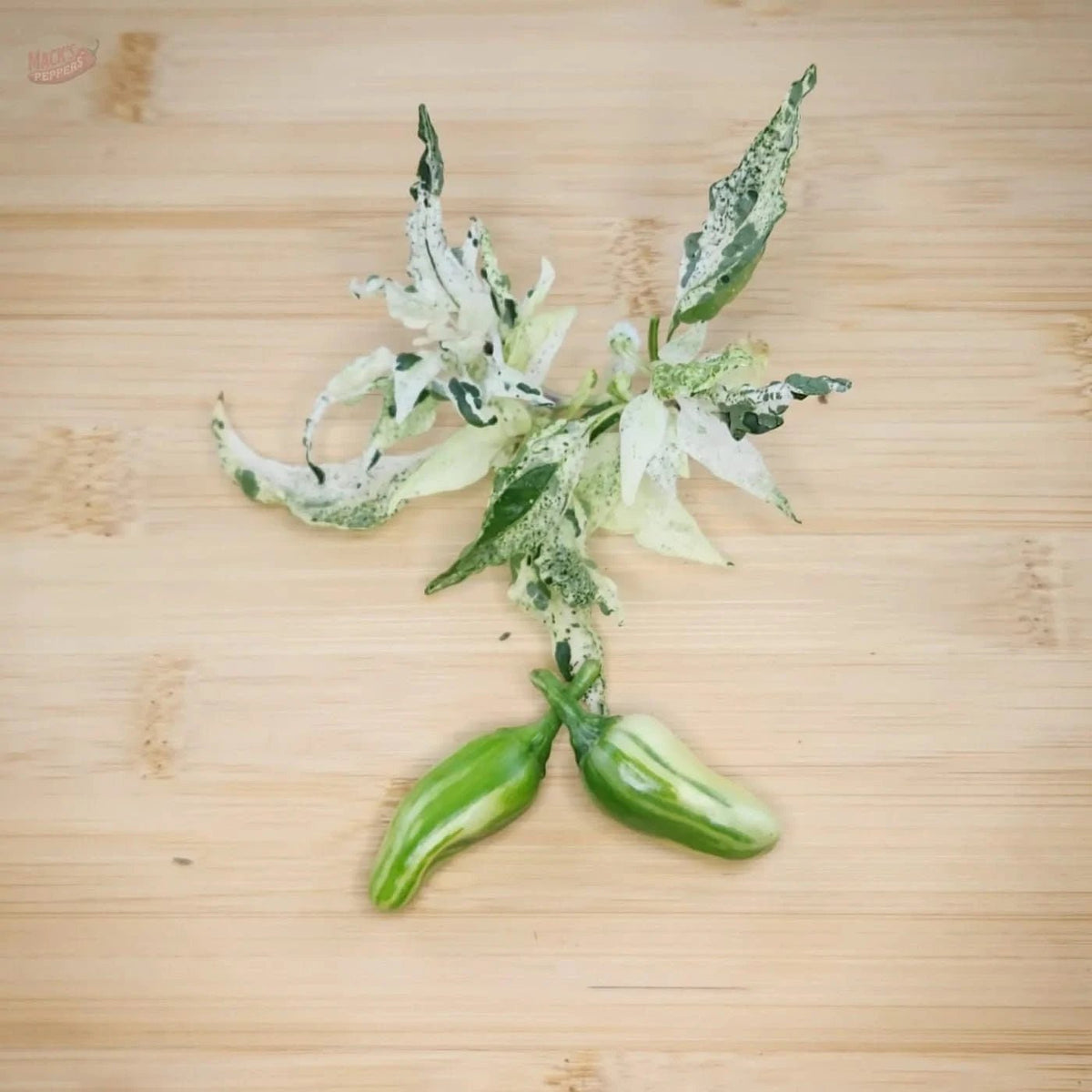Mattapeño (Variegated Jalapeño) - Mack's Peppers Mild