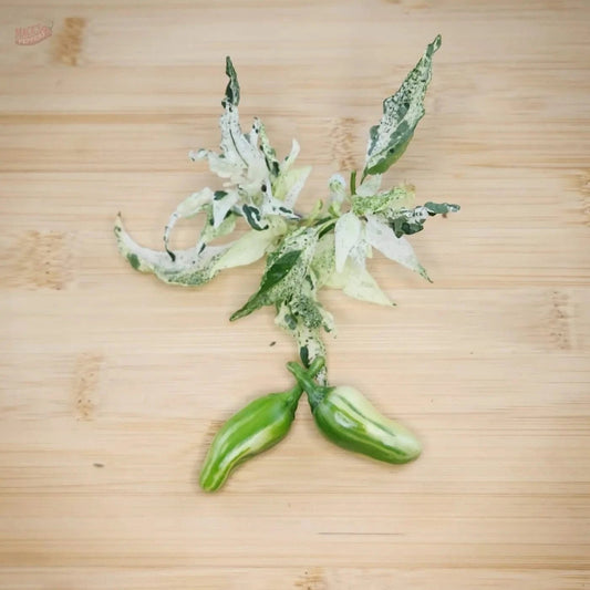 Mattapeño (Variegated Jalapeño) - Mack's Peppers Mild