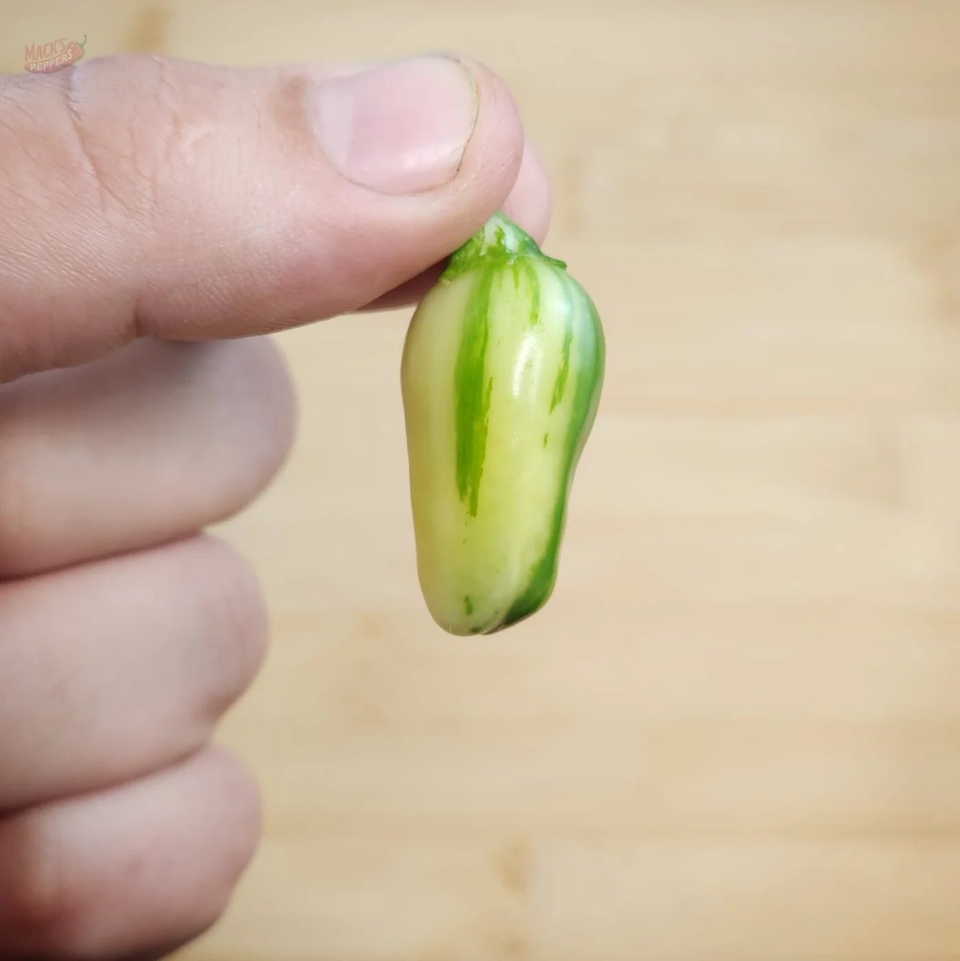 Mattapeño (Variegated Jalapeño) - Mack's Peppers Mild