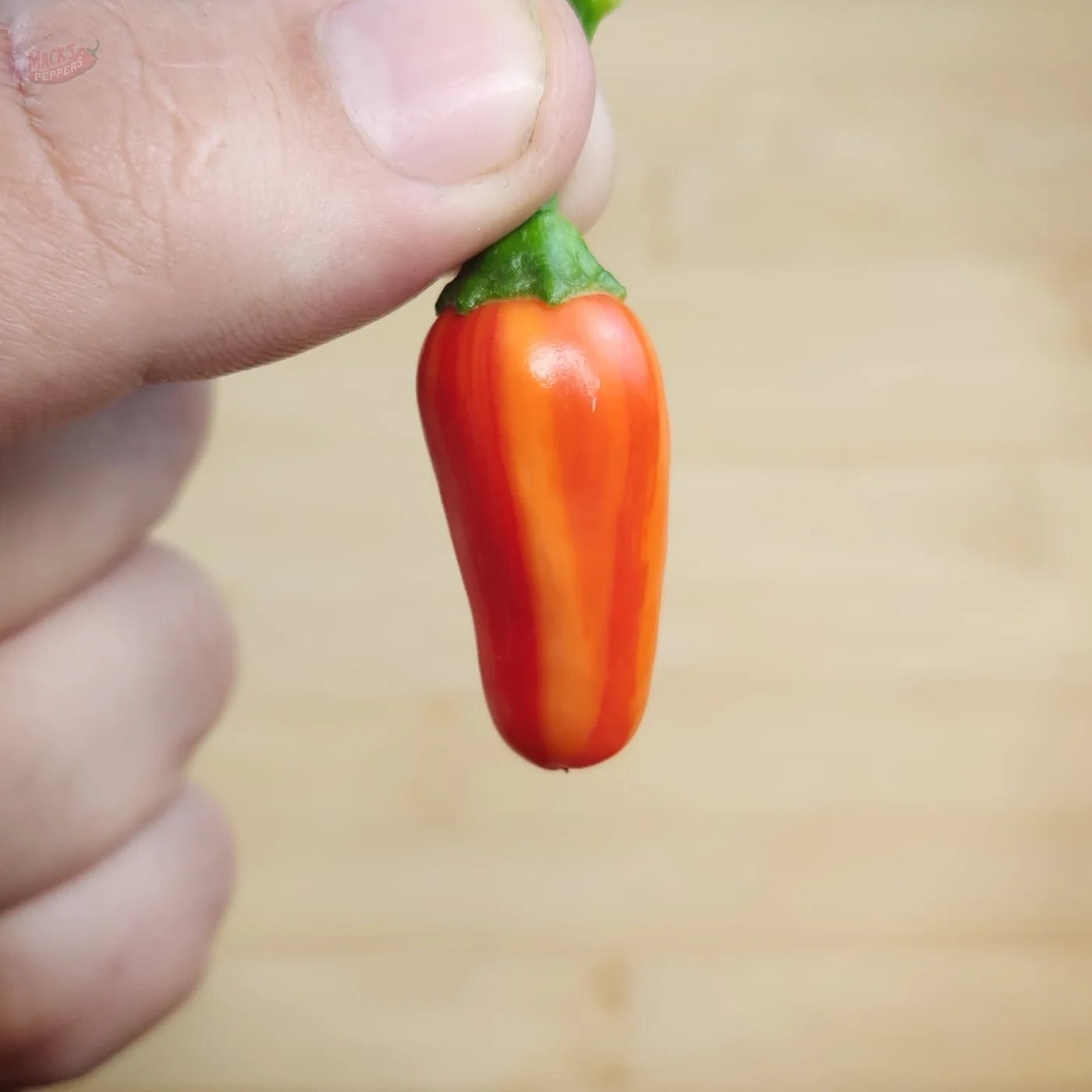 Mattapeño (Variegated Jalapeño) - Mack's Peppers Mild