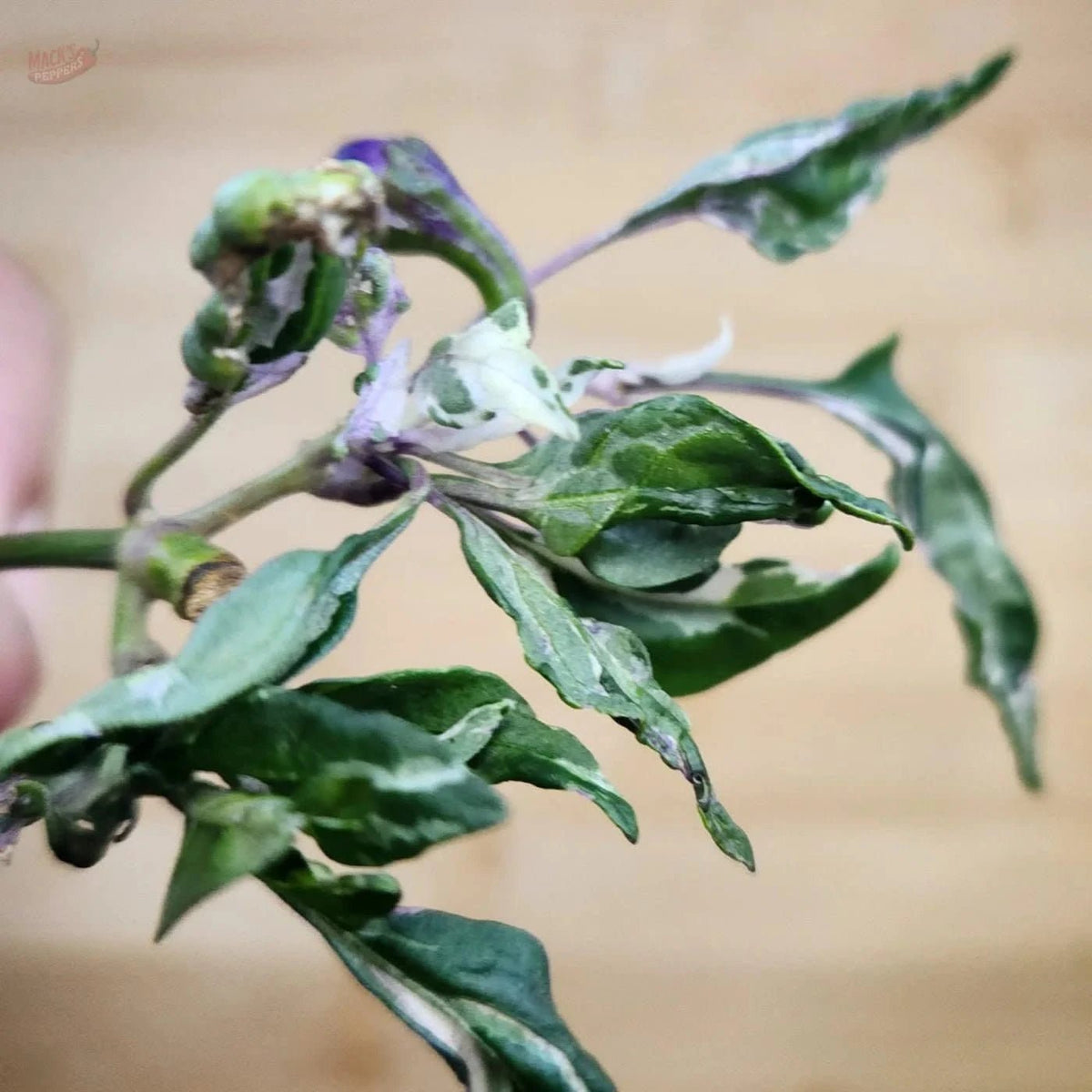 Mattapeno X Mutant (Non Filliform) - Mack's Peppers Mild