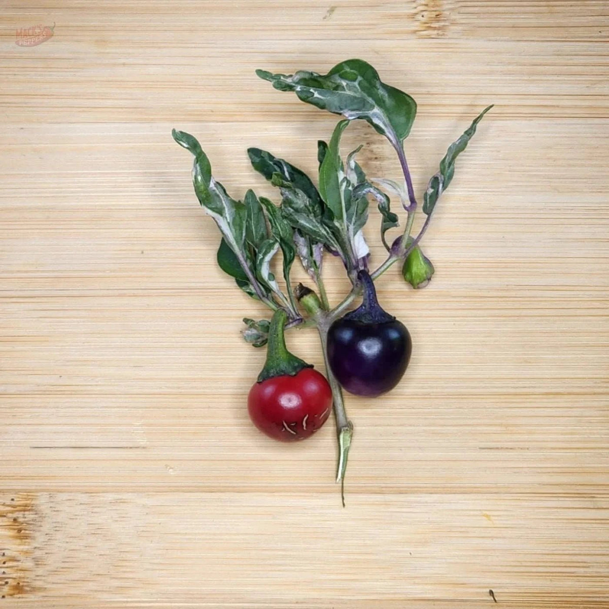 Mattapeno X Mutant (Non Filliform) - Mack's Peppers Mild