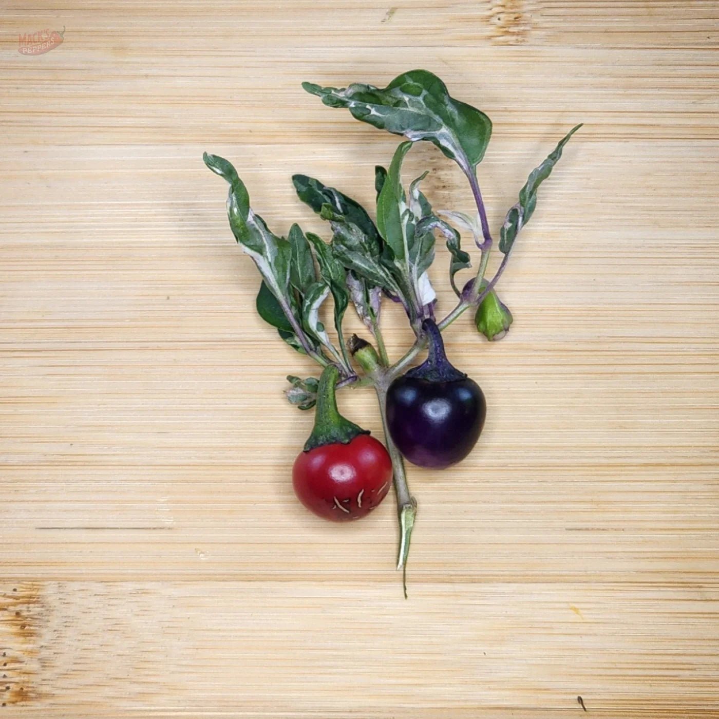 Mattapeno X Mutant (Non Filliform) - Mack's Peppers Mild