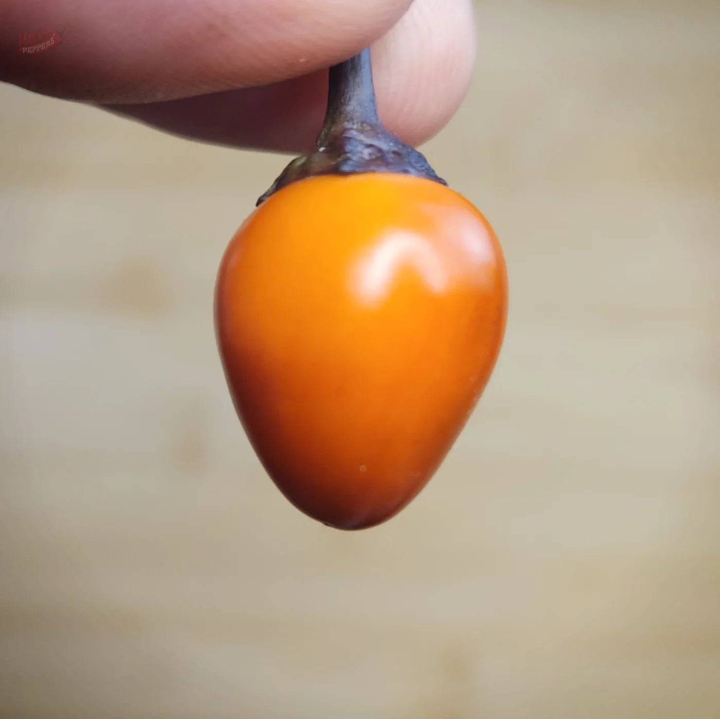 Midwest Sunrise (Midwest Midnight Orange) - Mack's Peppers Mild