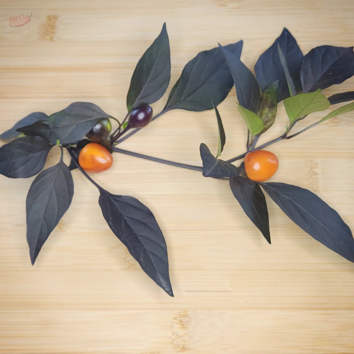 Midwest Sunrise (Midwest Midnight Orange) - Mack's Peppers Mild