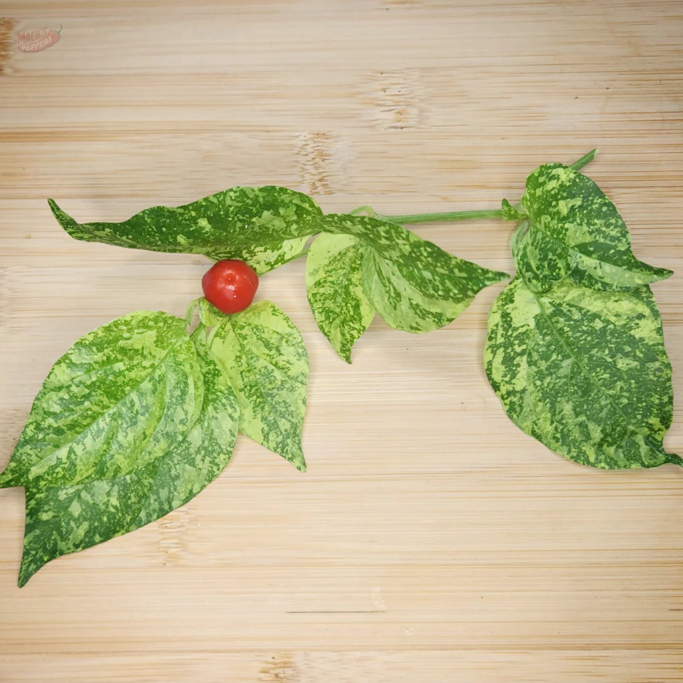 Ninfadora - Mack's Peppers Hot