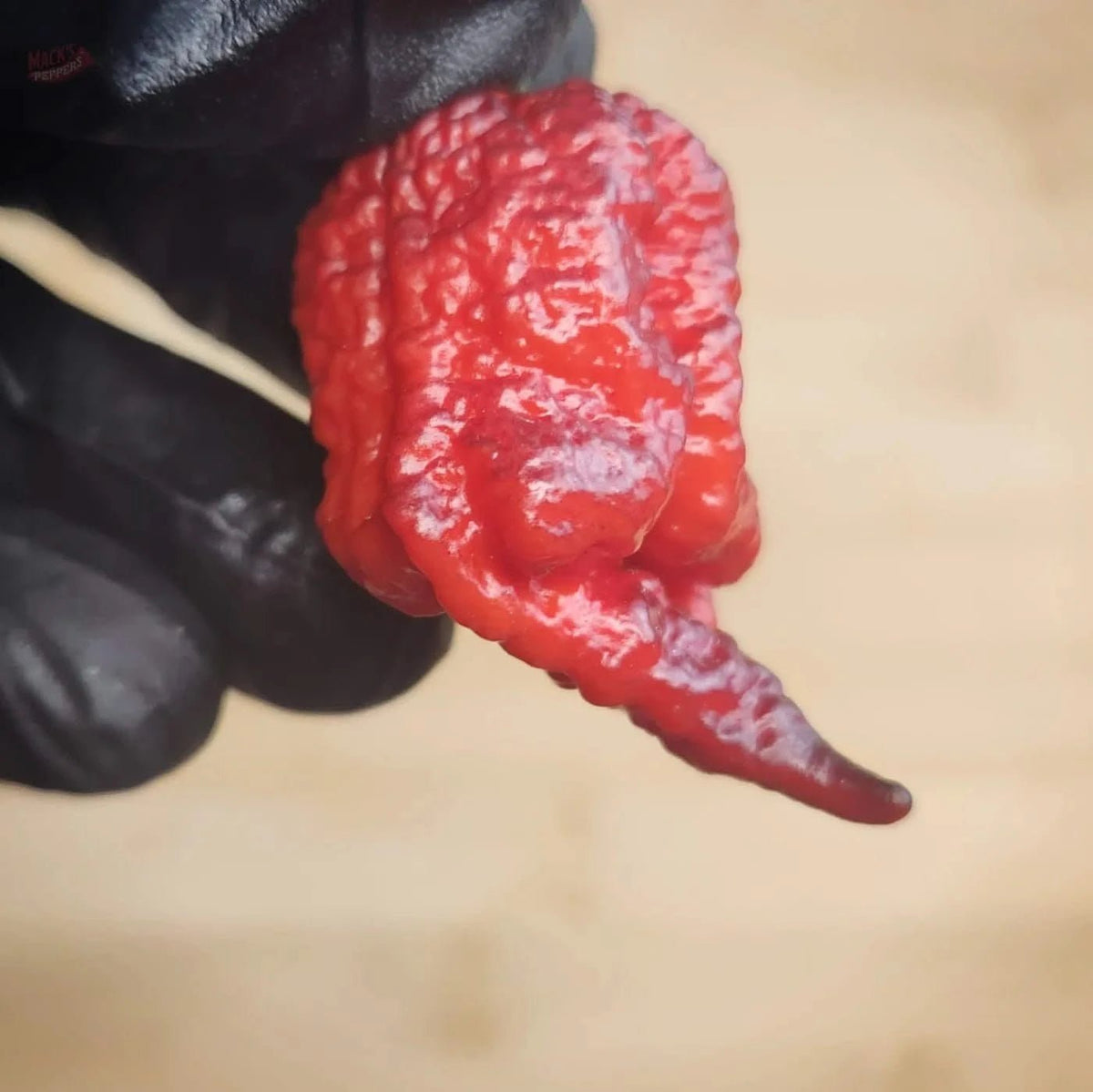 Orion (Gnarly Pheno) - Mack's Peppers Superhot