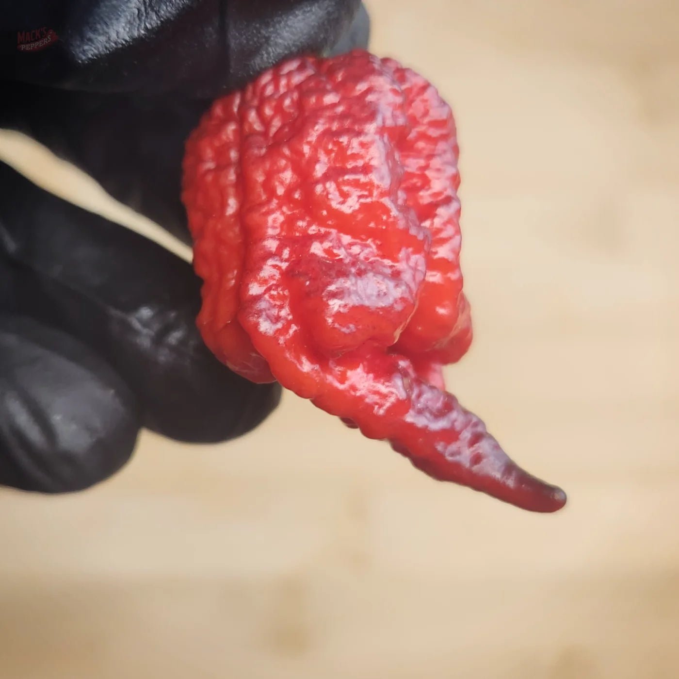 Orion (Gnarly Pheno) - Mack's Peppers Superhot