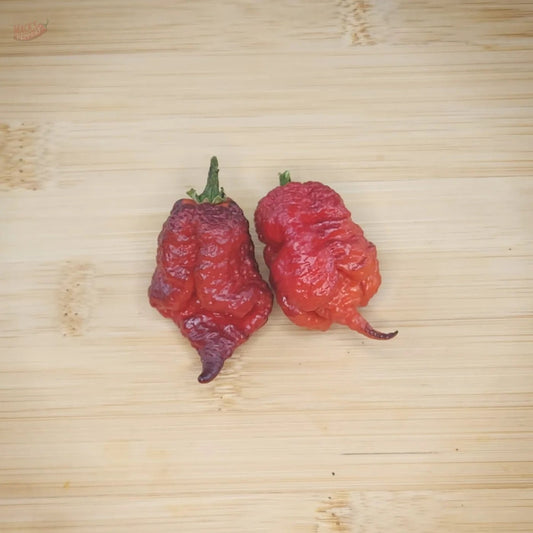 Orion (Gnarly Pheno) - Mack's Peppers Superhot