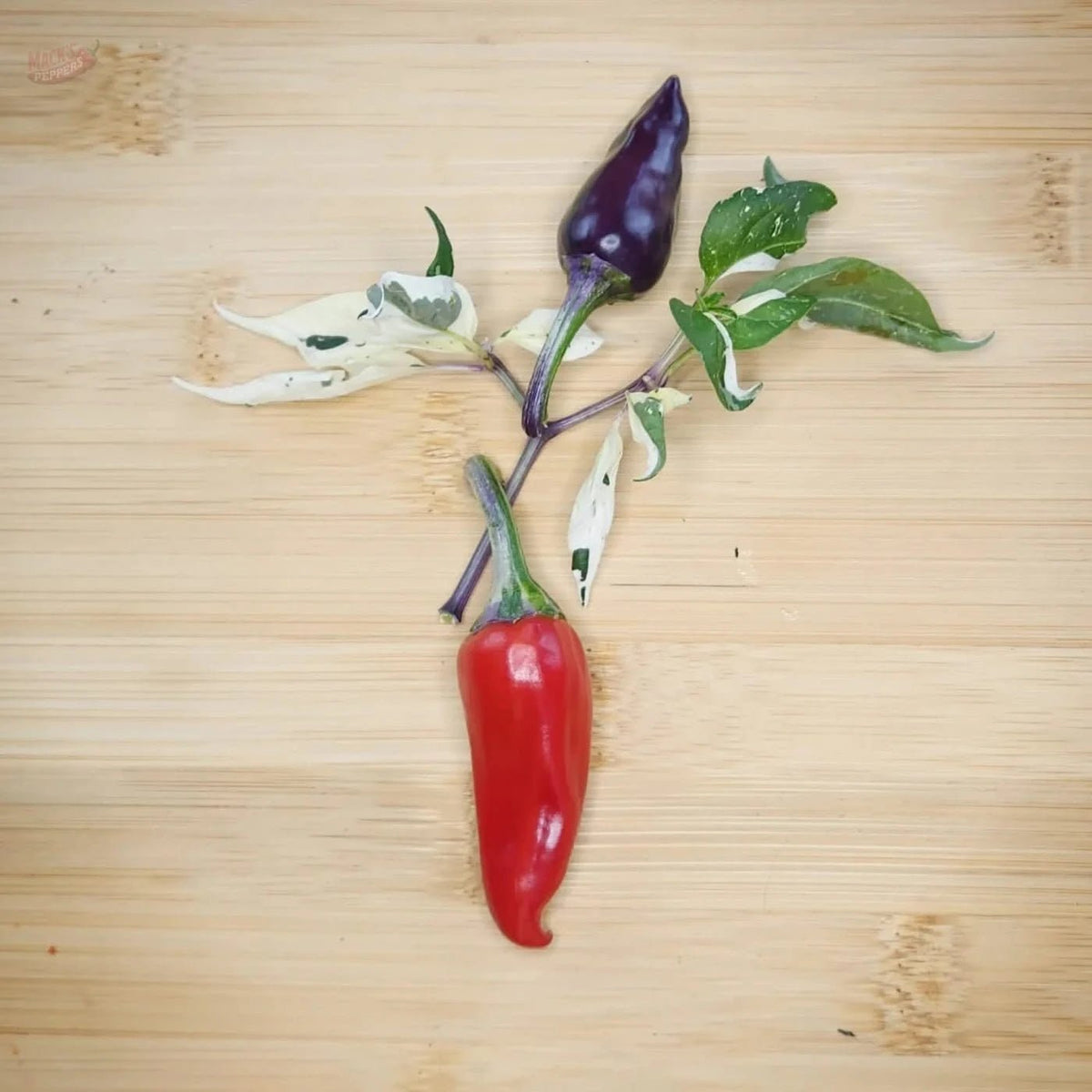 Purple Cacho White Leaf - Mack's Peppers Mild