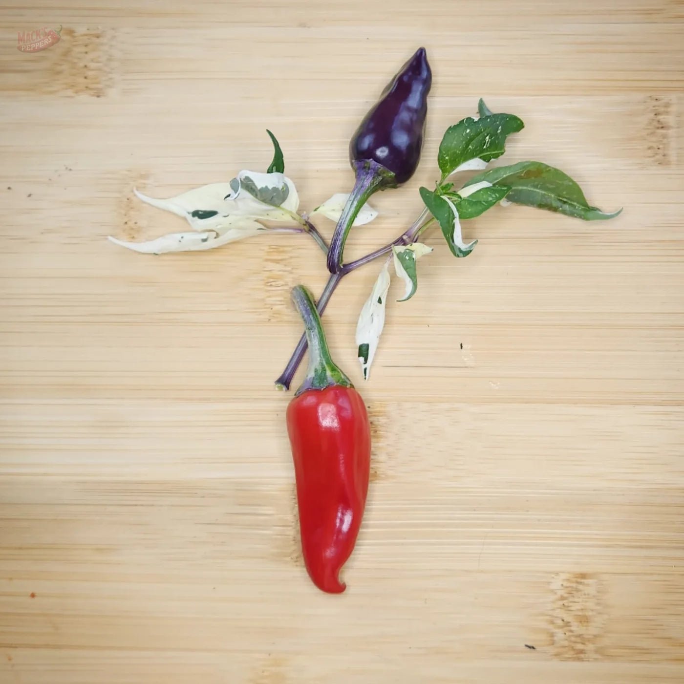 Purple Cacho White Leaf - Mack's Peppers Mild
