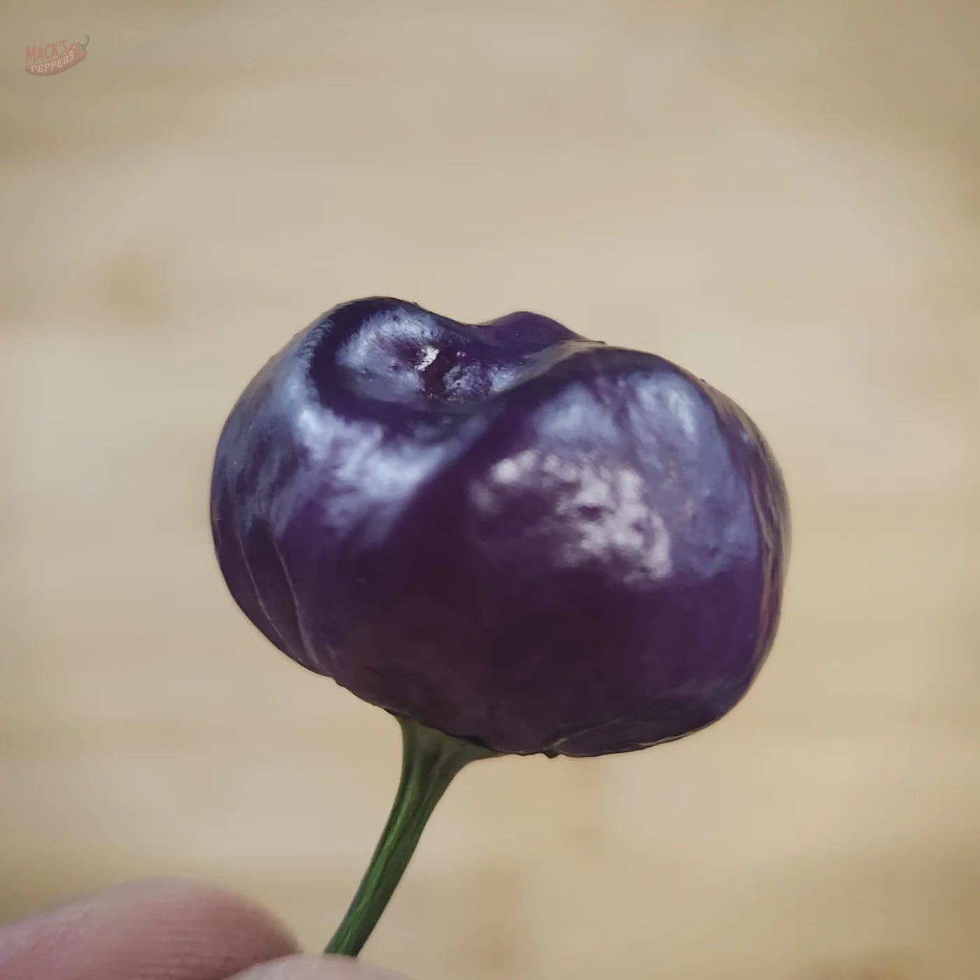 Purple Pumpkin - Mack's Peppers Mild