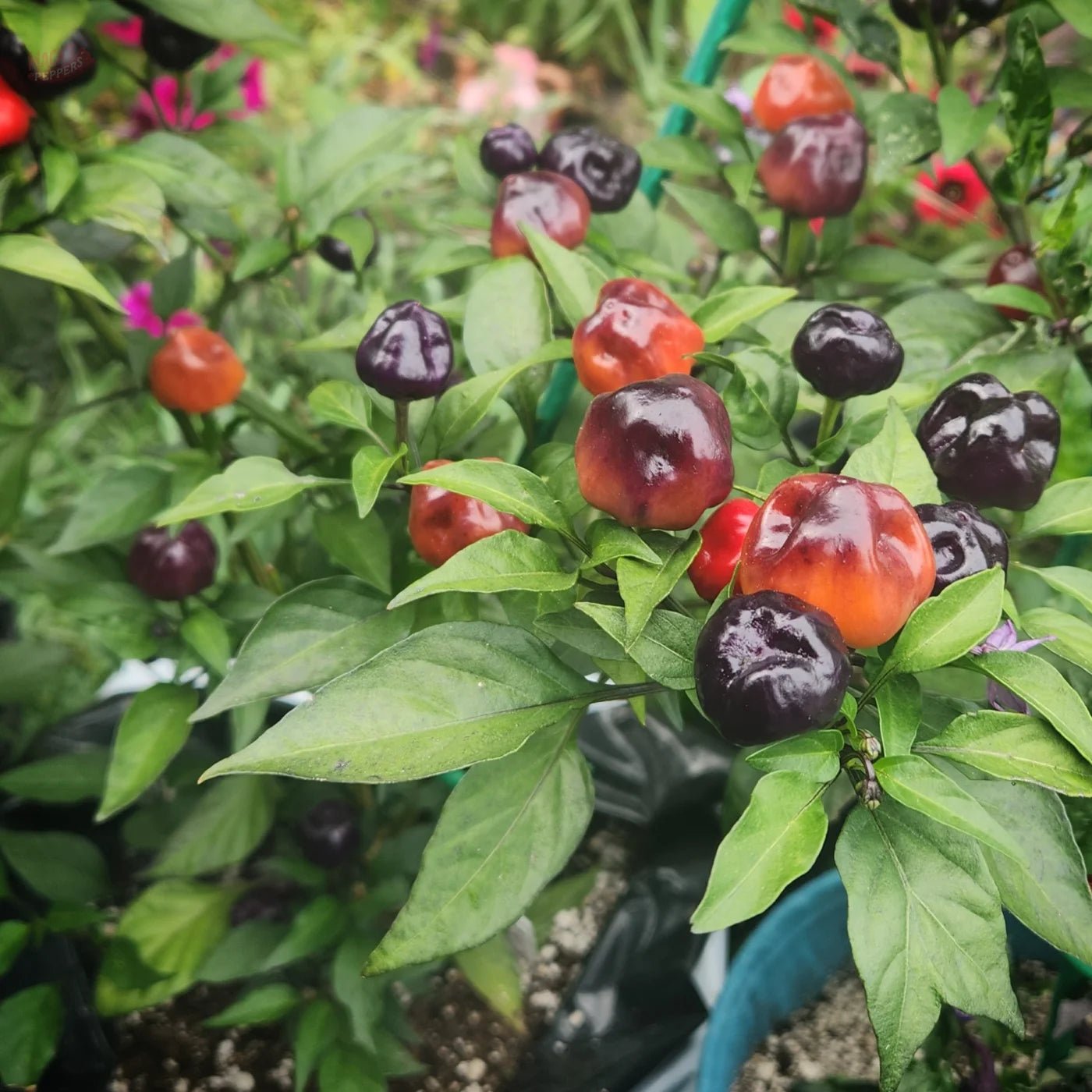 Purple Pumpkin - Mack's Peppers Mild