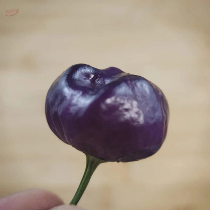 Purple Pumpkin - Mack's Peppers Mild
