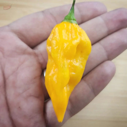Yellow Fatalii - Mack's Peppers Hot