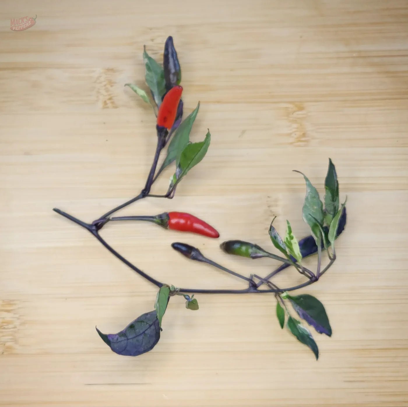 Zimbabwe Black Variegated - Mack's Peppers Hot